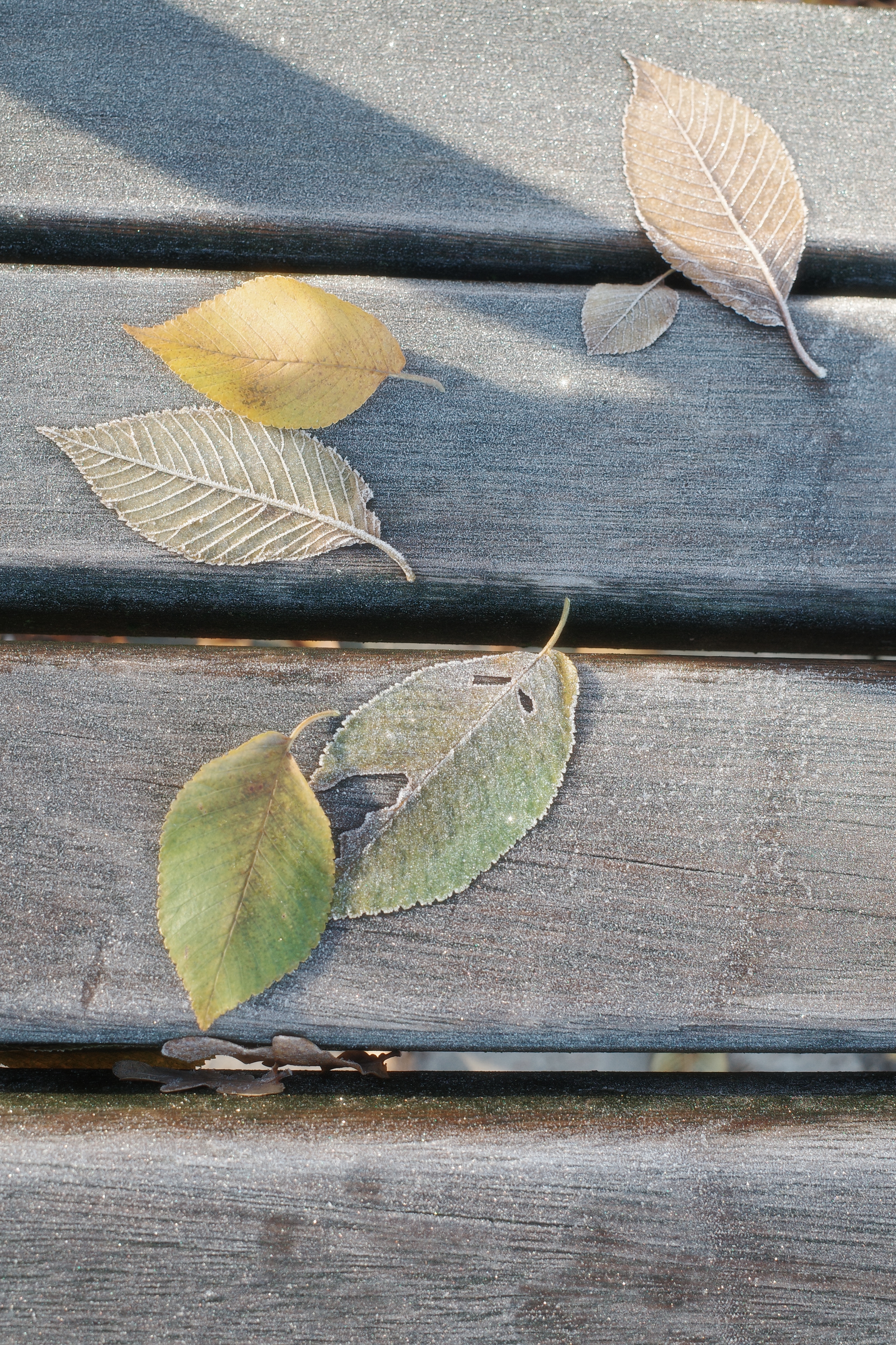 a soft first frost~