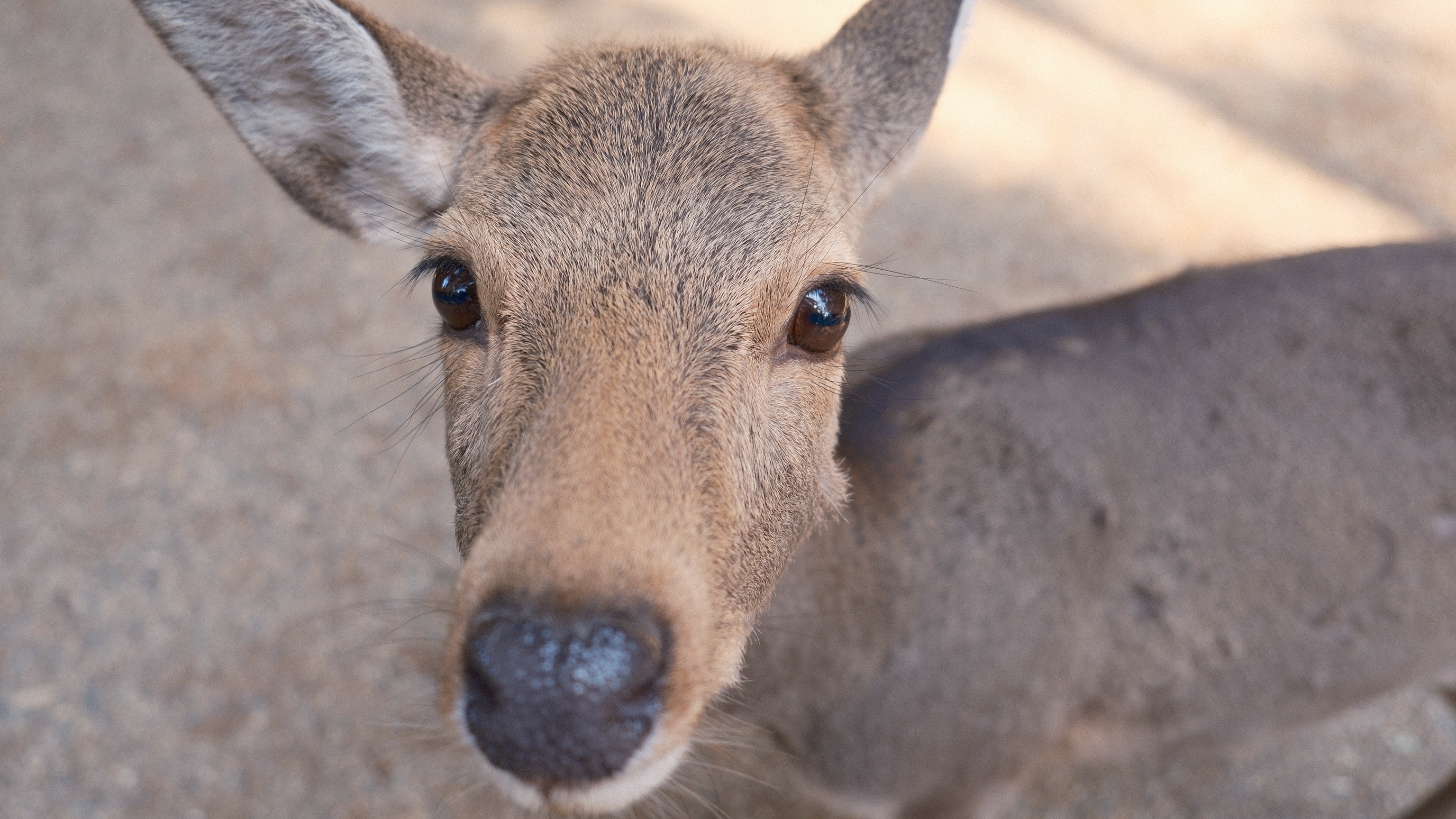 holding on for deer life in Nara